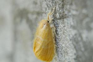 mooi weinig geel vlinder neergestreken Aan de muur eurema anders, Thais vlinder foto