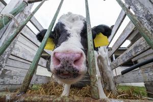 stal. vee koeien boerderij. kudde zwart witte koeien kijken met belangstelling naar de camera. koeien fokken in vrije veehouderij. foto