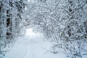 winter pijnboom bomen Woud gedekt met sneeuw. mooi winter panorama Bij sneeuwval foto
