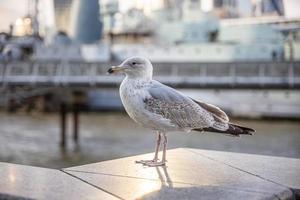 schattig zeemeeuw neergestreken en poseren met de jachthaven in de achtergrond. foto