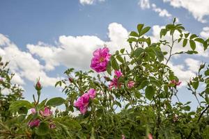 rosa damascena velden damast roos, roos van Castilië roos hybride, afgeleid van van rosa gallica en rosa moschata. Bulgaars roos vallei in de buurt kazanlak, bulgarije. foto