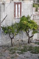 oranje bomen in de buurt de oud huis in Italië. foto