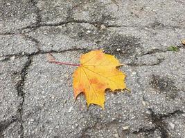 enkele gele esdoorn herfstblad op gebarsten asfalt steegje in het park. foto