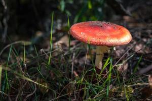 amanita muscari. giftig en hallucinogeen mooie roodharige paddenstoelvliegenzwam in gras op herfstbosachtergrond. bron van de psychoactieve drug muscarine foto