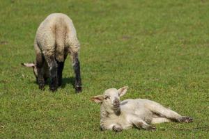 schapen en lammeren foto