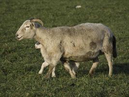 schapen op een weide in duitsland foto