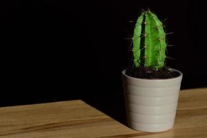 een klein groen cactus met stekels staat in een bloem pot tegen een donker achtergrond foto