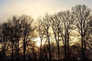 kaal bomen Bij zonsondergang foto