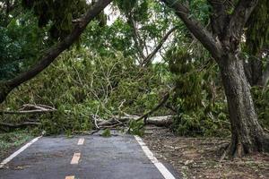 de boom was vernietigd door de storm's intensiteit foto