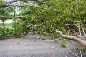 de boom was vernietigd door de storm's intensiteit foto