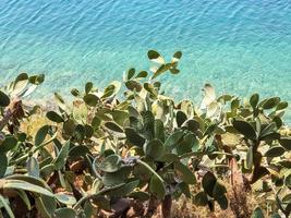 een grote cactusplantstruik met dikke bladeren, knoppen en gele bloemen tegen de blauwe zeeachtergrond in skiathos, griekenland. foto