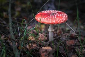 amanita muscari. giftig en hallucinogeen mooie roodharige paddenstoelvliegenzwam in gras op herfstbosachtergrond. bron van de psychoactieve drug muscarine foto