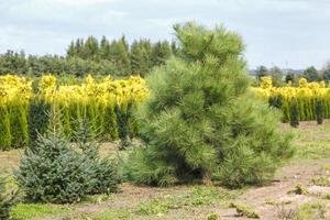 plantage van jong coniferen in kas met een veel van planten foto