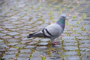 een grijs duif loopt in de stad Aan kasseien, met ruimte voor tekst foto