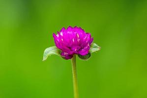 wereldbol amarant of gomphrena bolsa, wereldbol amarant, bachelor opleiding knop in de tuin foto