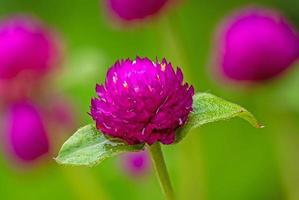 wereldbol amarant of gomphrena bolsa, wereldbol amarant, bachelor opleiding knop in de tuin foto