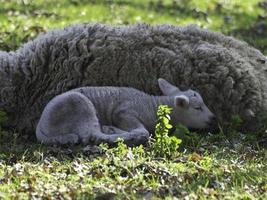 schapen Aan een veld- in Westfalen foto