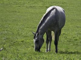 paarden en veulens foto