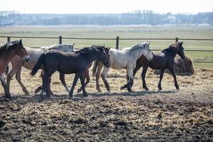 enorme kudde paarden in het veld. Wit-Russisch trekpaardras. symbool van vrijheid en onafhankelijkheid foto