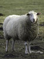 lammeren en schapen in Westfalen foto