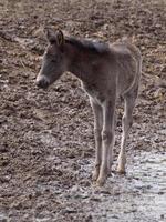 breed paarden kudde in Duitsland foto