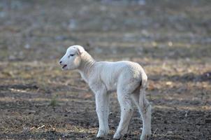 schapen Bij winter tijd foto