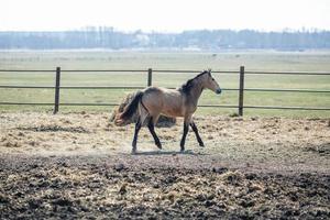 mooi bruin paard met een zwart manen wandelingen achter de hek foto