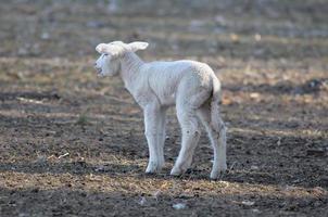 schapen Bij winter tijd foto