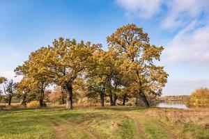 mooi landschap in eik bosje met onhandig takken in de buurt rivier- in goud herfst foto