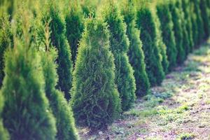 rijen jonge coniferen in kas met veel planten op plantage foto