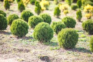 rijen jonge coniferen in kas met veel planten op plantage foto