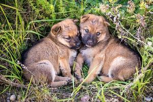 twee dakloos puppy's honden zitten samen in de gras foto