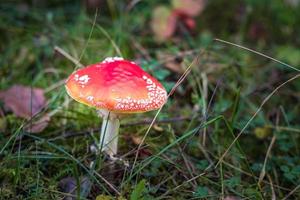 amanita muscari. giftig en hallucinogeen mooie roodharige paddenstoelvliegenzwam in gras op herfstbosachtergrond. bron van de psychoactieve drug muscarine foto