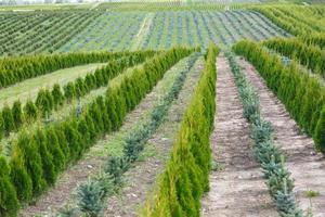 plantage van jong coniferen in kas met een veel van planten foto