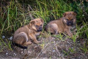 twee dakloos puppy's honden zitten samen in de gras foto