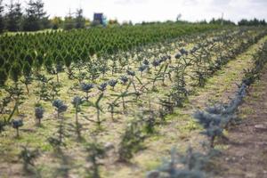 rijen jonge coniferen in kas met veel planten op plantage foto