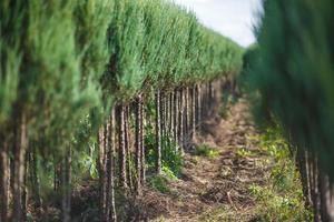 plantage van jong coniferen in kas met een veel van planten foto