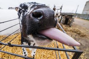 grappige kalf toont roze tong. vee koeien boerderij. zwart wit kalf kijkt met belangstelling naar de camera. stal foto