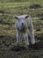 schapen Aan een weide in Westfalen foto