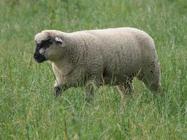 schapen in het duitse münsterland foto