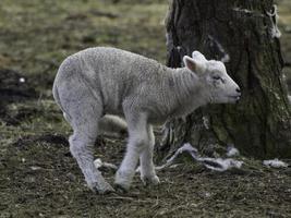 lammeren en schapen in Westfalen foto