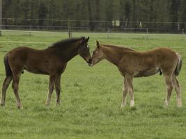 paarden in Westfalen foto