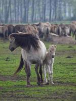 breed paarden kudde in Duitsland foto