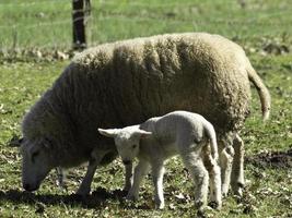 schapen Aan een veld- in Westfalen foto