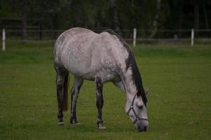 veulens en paarden in Westfalen foto