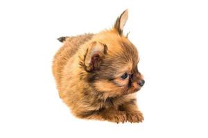 chihuahua pup op witte achtergrond foto
