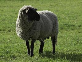 schapen in het duitse münsterland foto