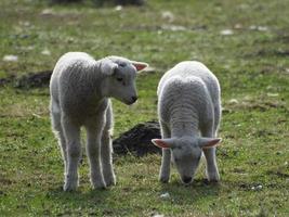 lammeren en schapen in Westfalen foto