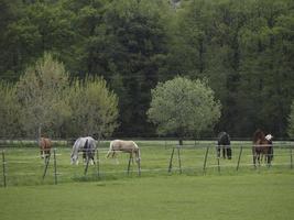 paarden en veulens foto