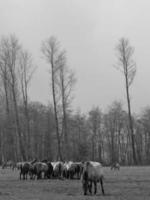 wildl paarden in Duitsland foto